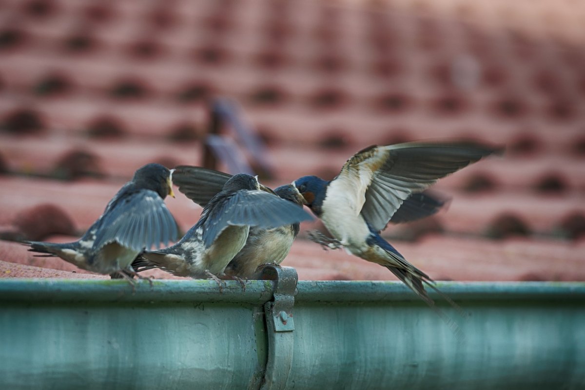 Птенчики в гнезде