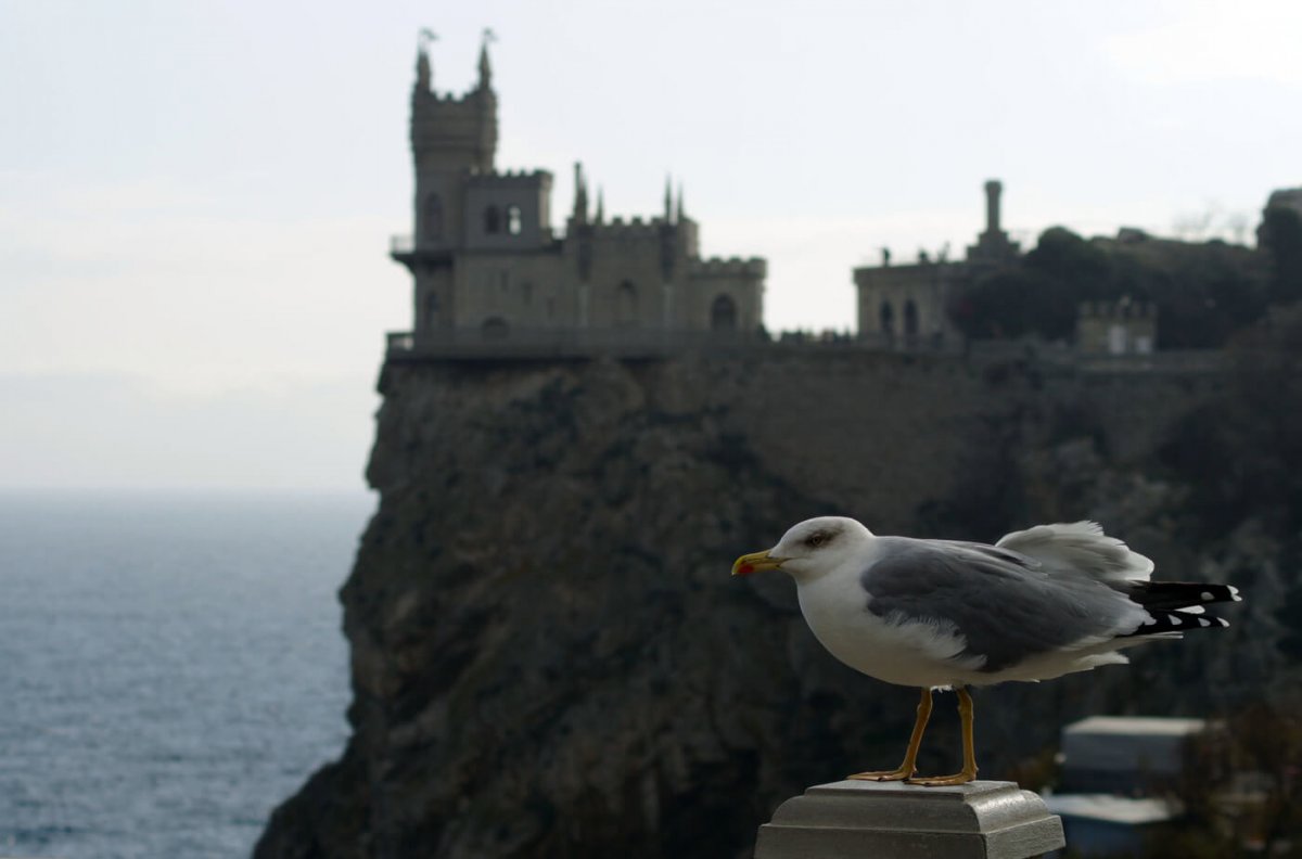 Гигантское гнездо птицы