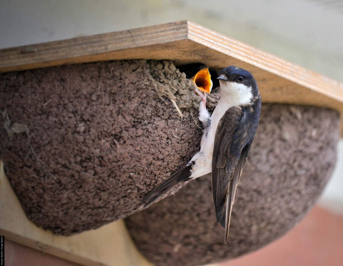 Ласточка гнездо птенцы