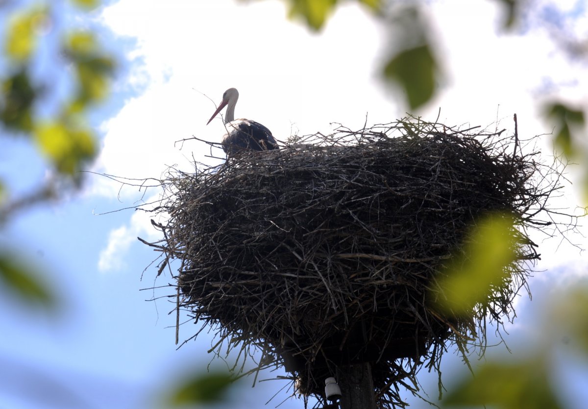 Гнездо из слюны ласточки