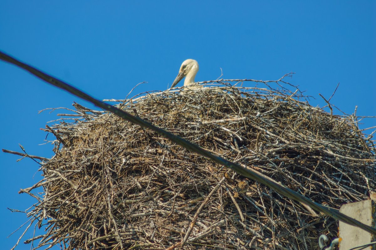 Ласточка гнездо птенцы