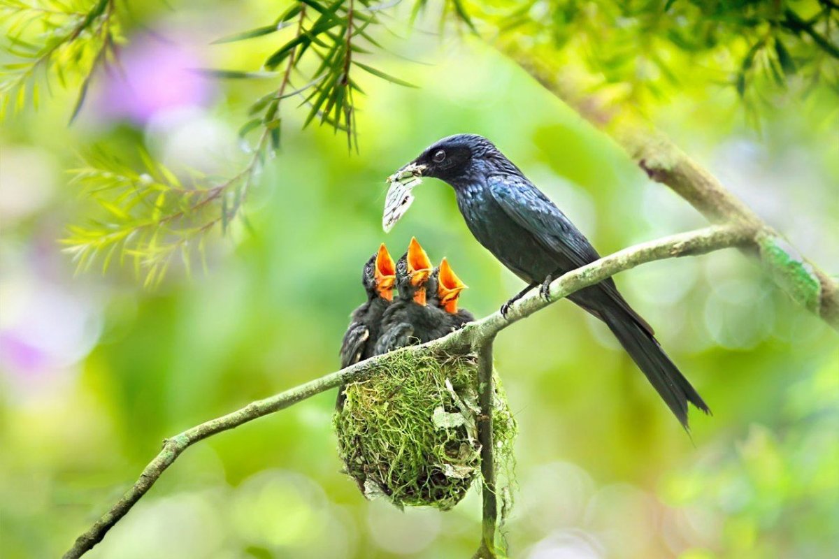 Скворечник для дрозда