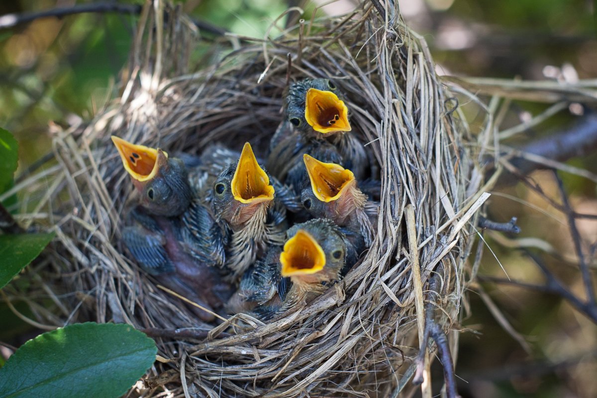 Чайка обыкновенная гнездо