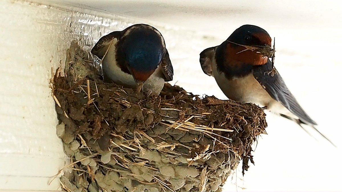Ласточкины гнезда в природе