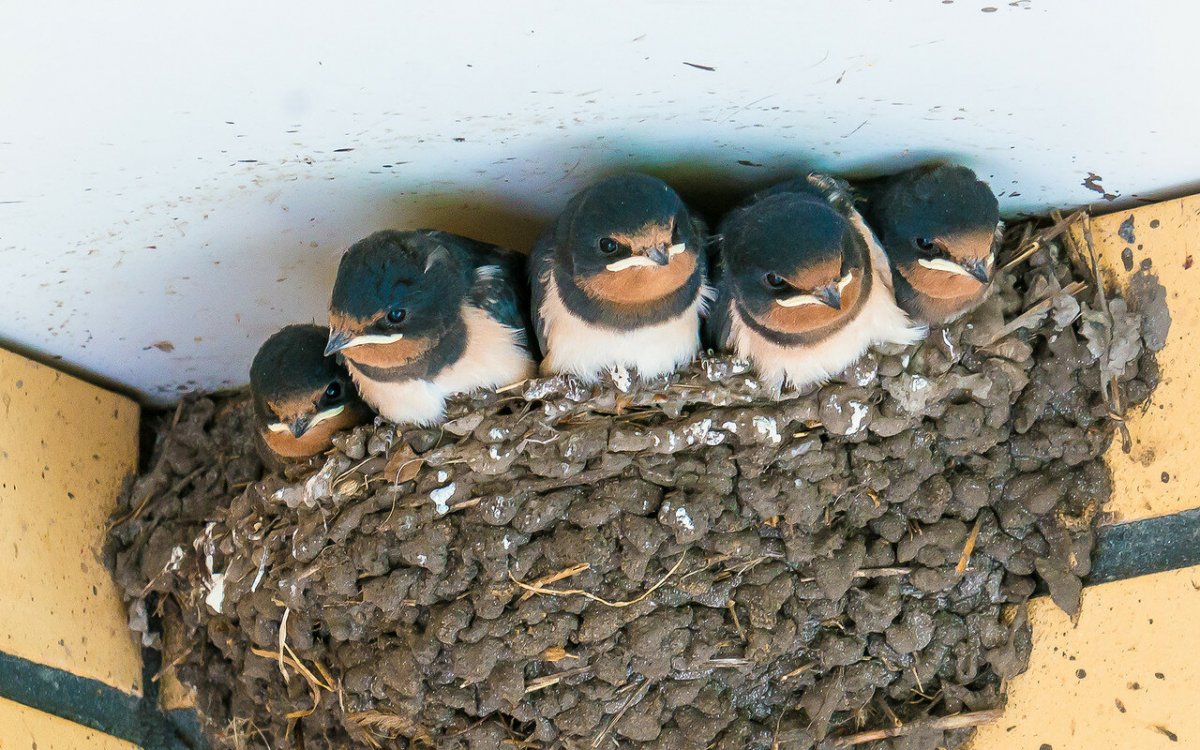 Ласточка-береговушка гнезда Ветлуга