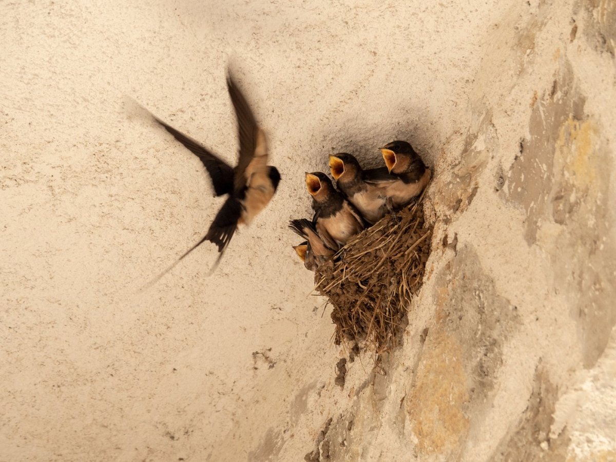 Ласточкино гнездо в косметике