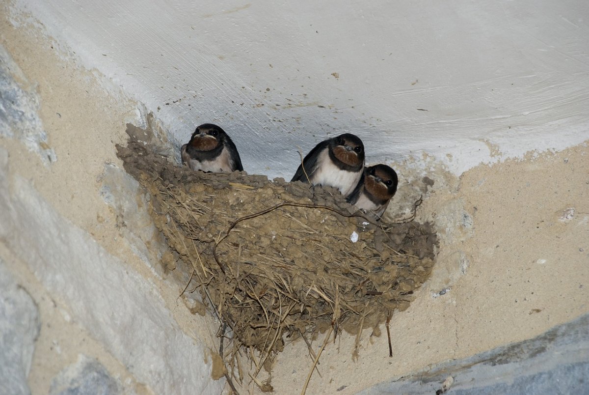 Ласточкино гнездо птицы