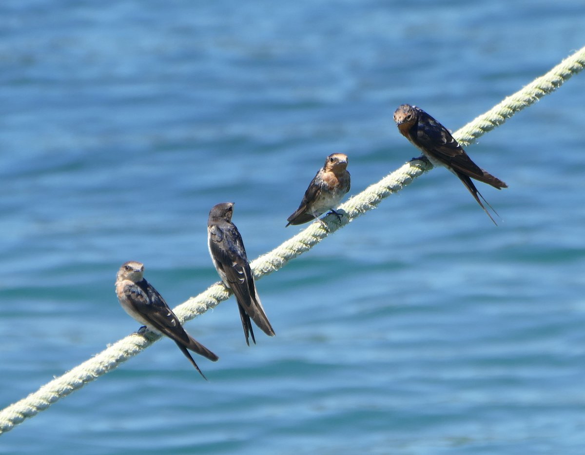 Белый Аист гнездо