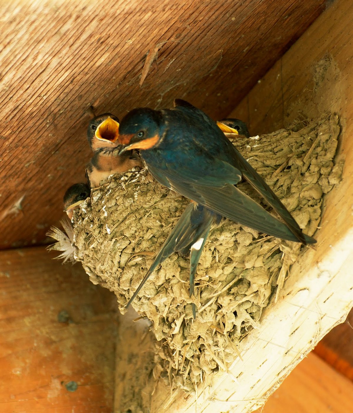 Ласточкино гнездо