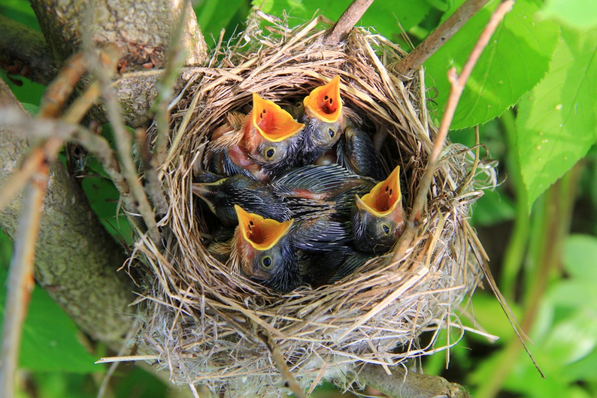 Непуганные птицы птицы разгуливают
