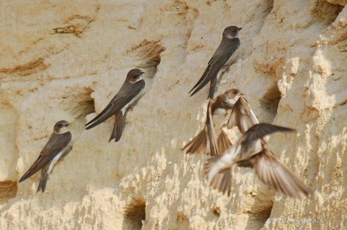 Лечебное пение птиц