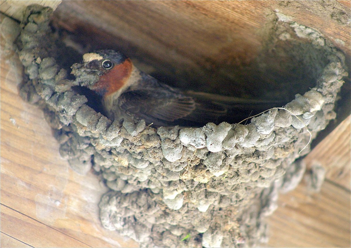 Ласточка береговушка