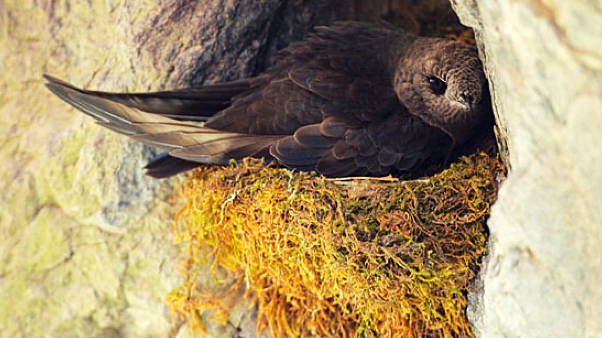 Африканские ткачики