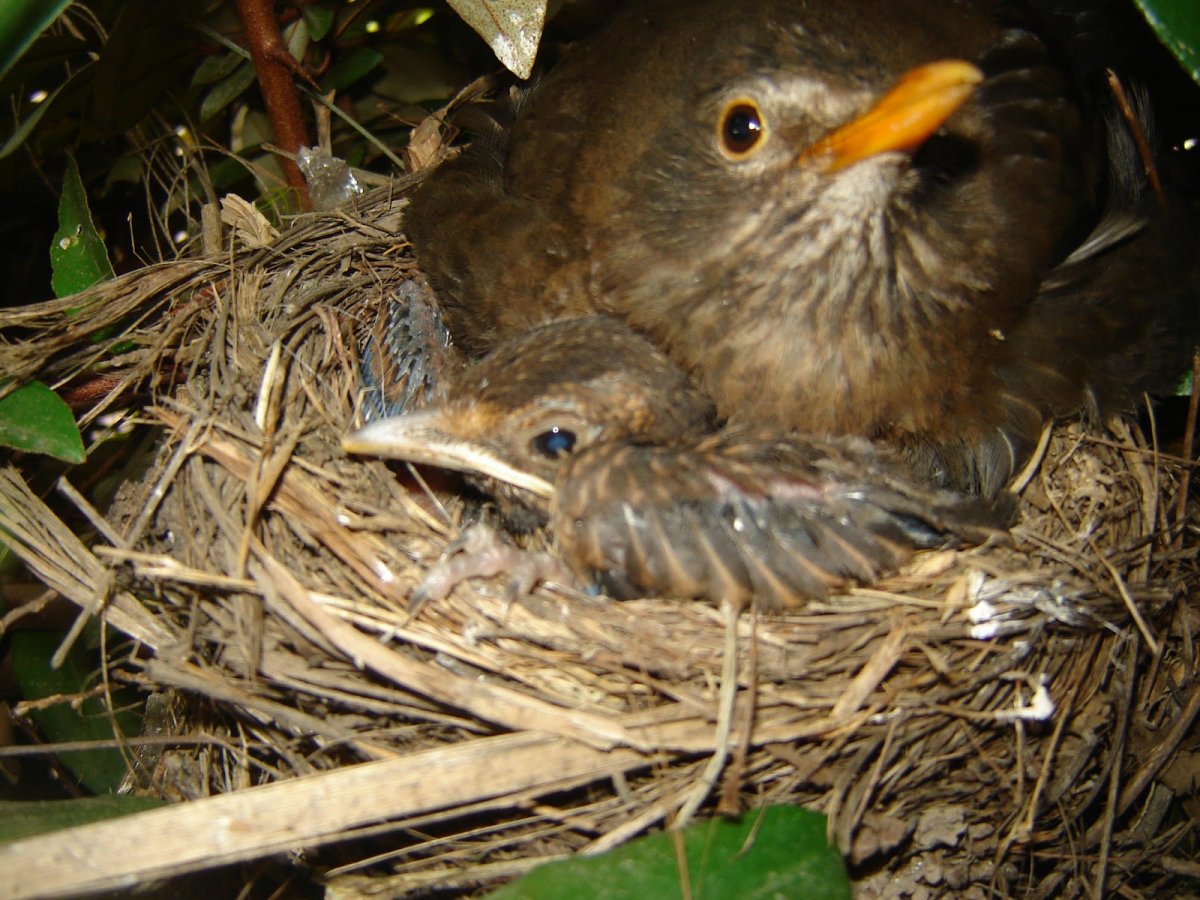 Гнездо птицы Свистун