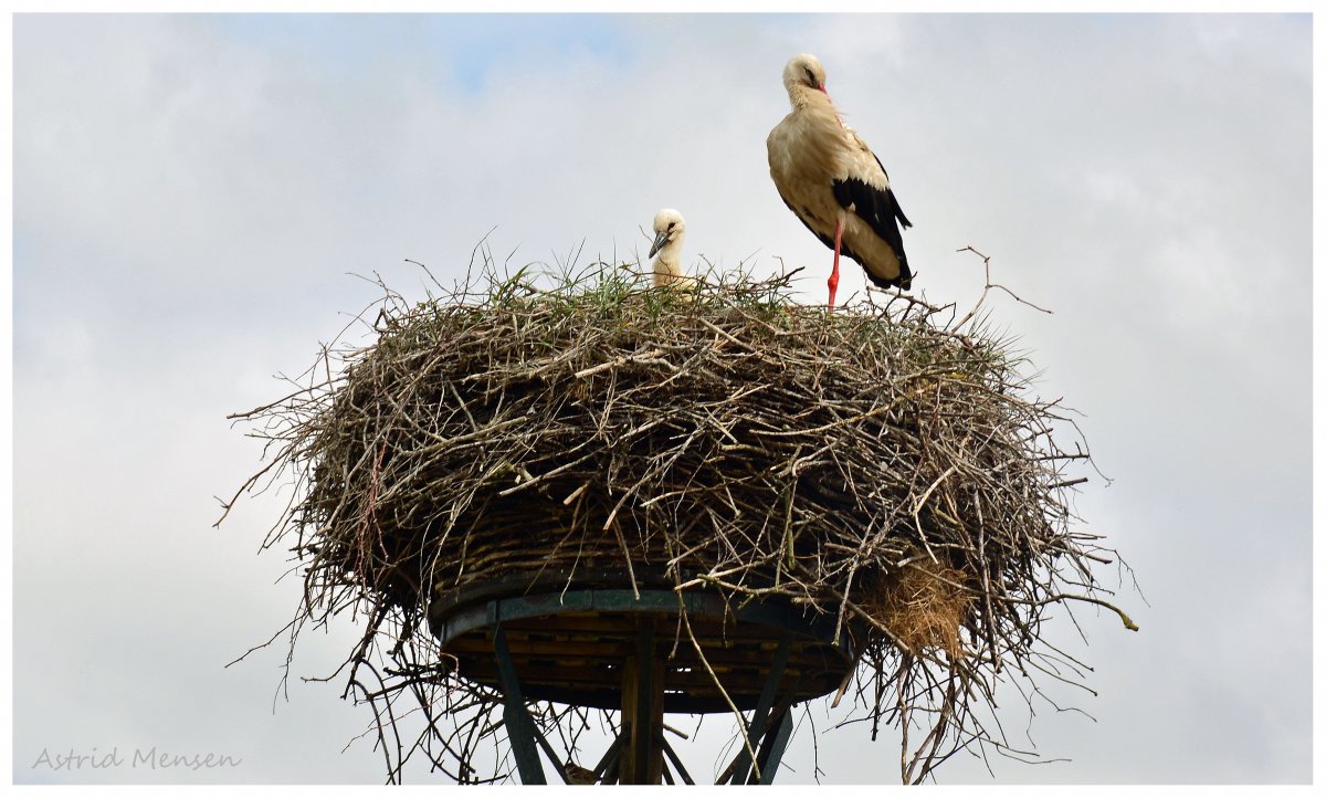Ялта замок Ласточкино гнездо
