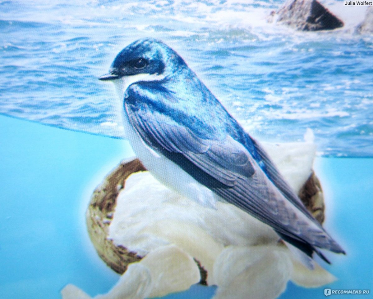 Черноголовый Монарх птица