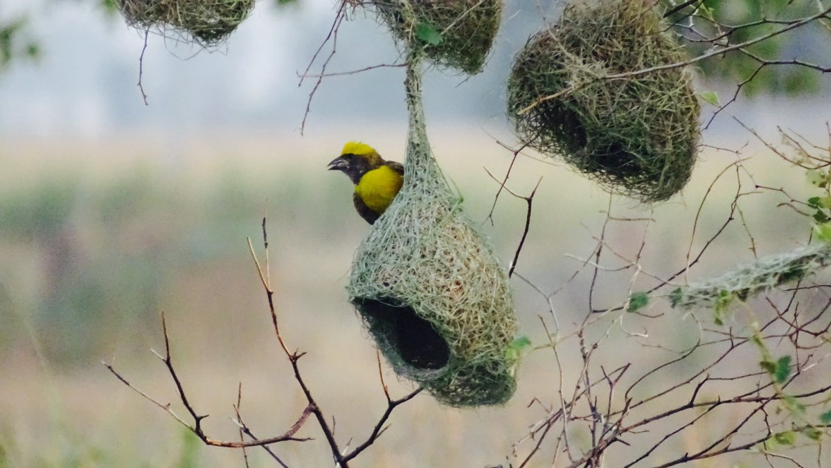 Птичье гнездо на дереве