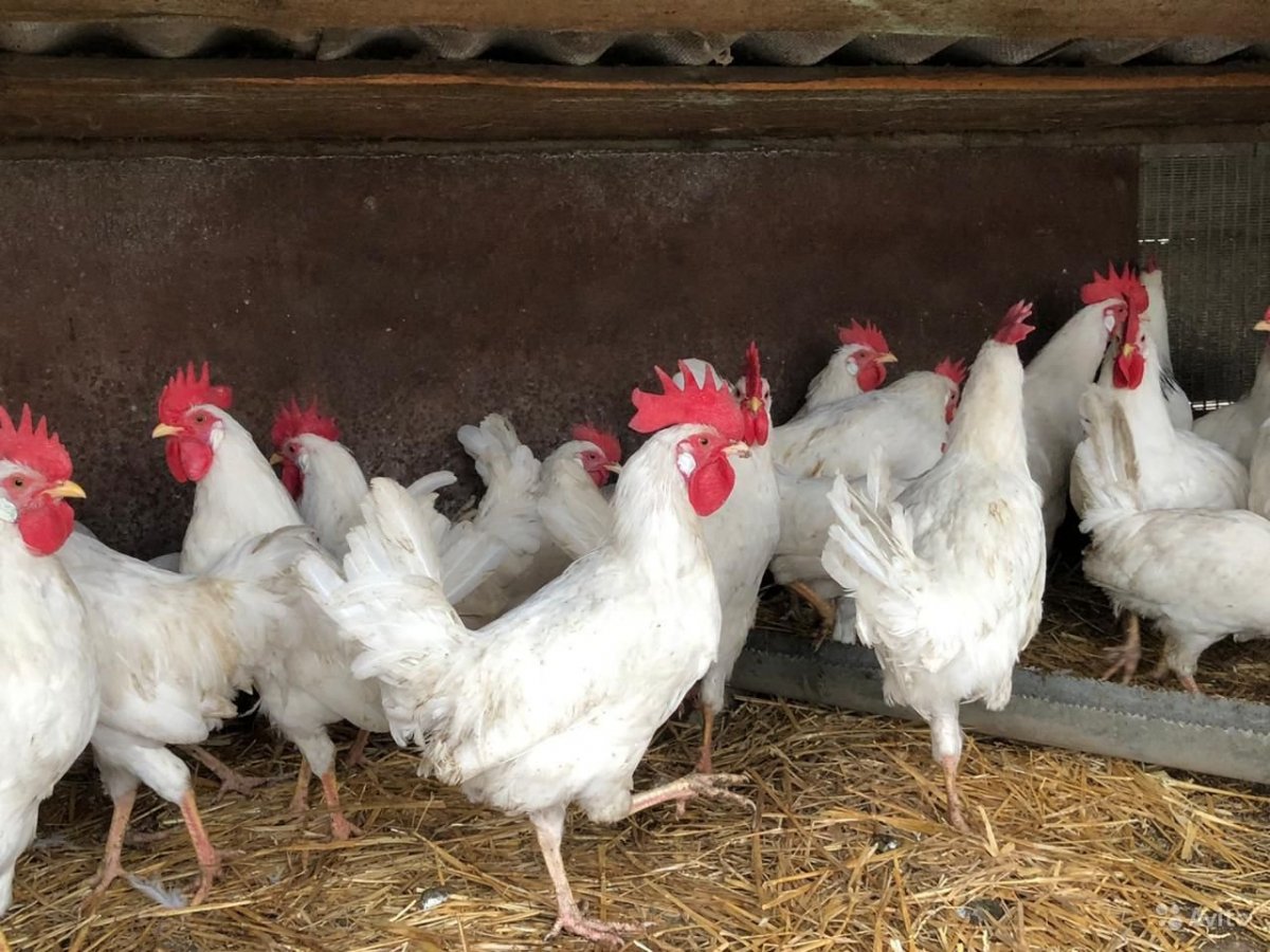 Леггорн мраморный