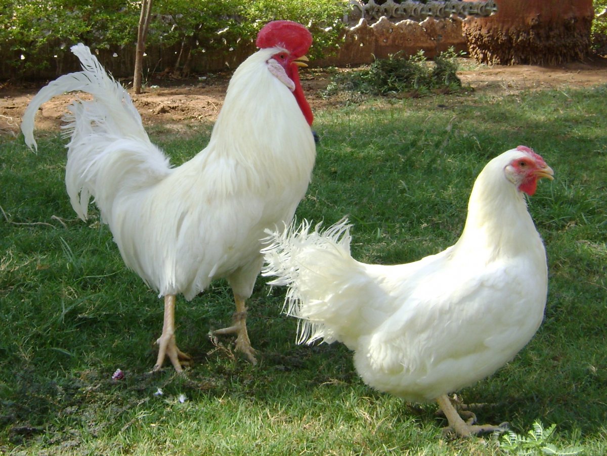 Порода кур Леггорн
