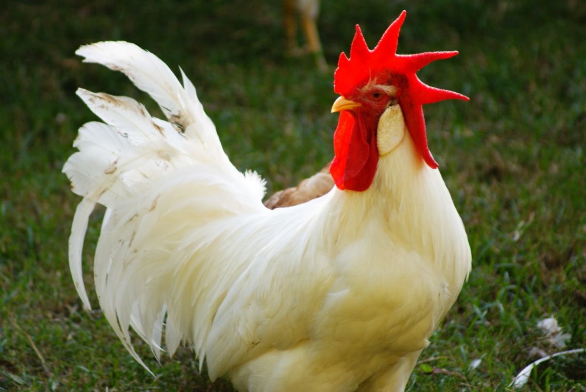 Куры Леггорн