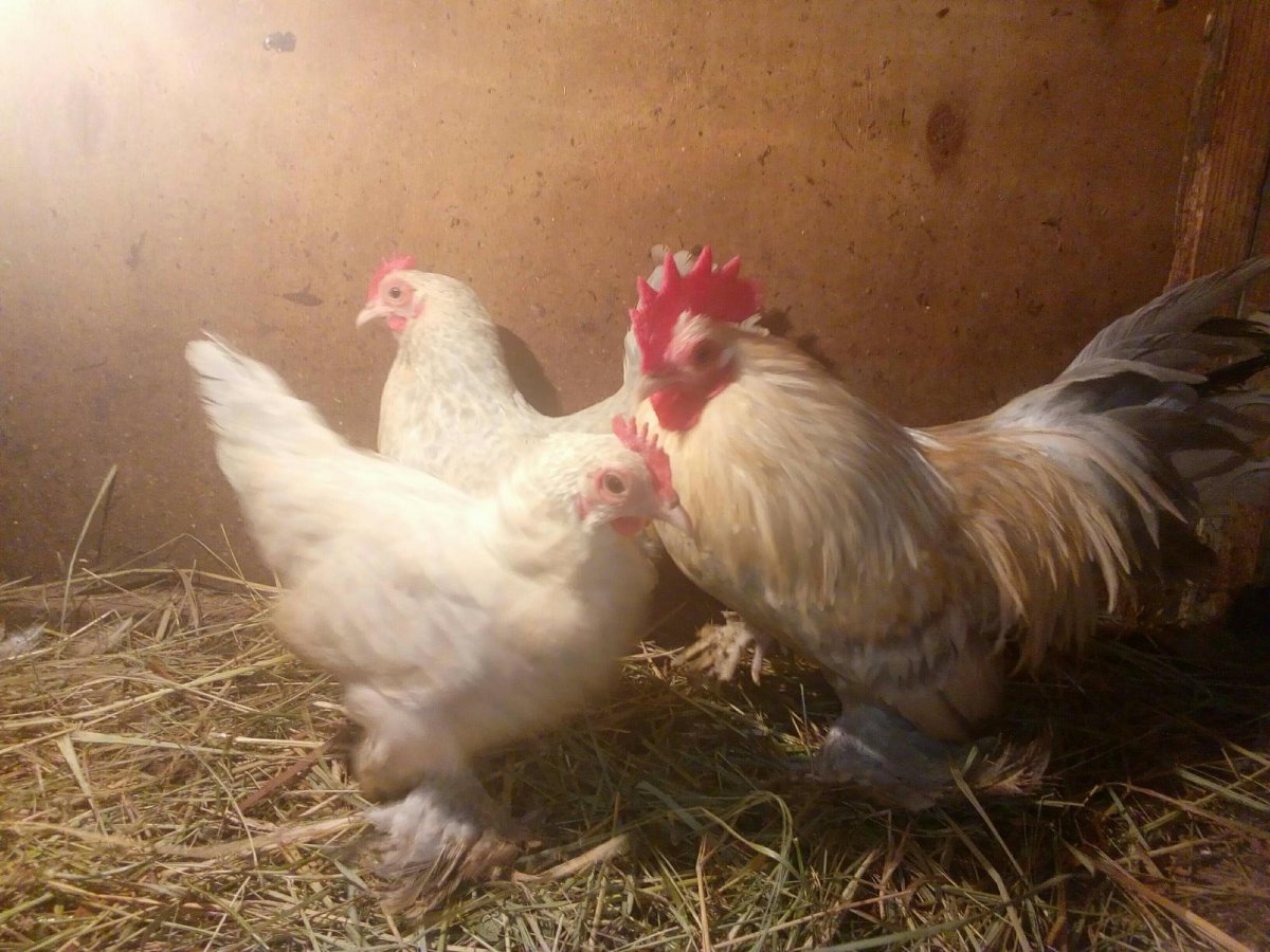 Леггорн Изабель порода