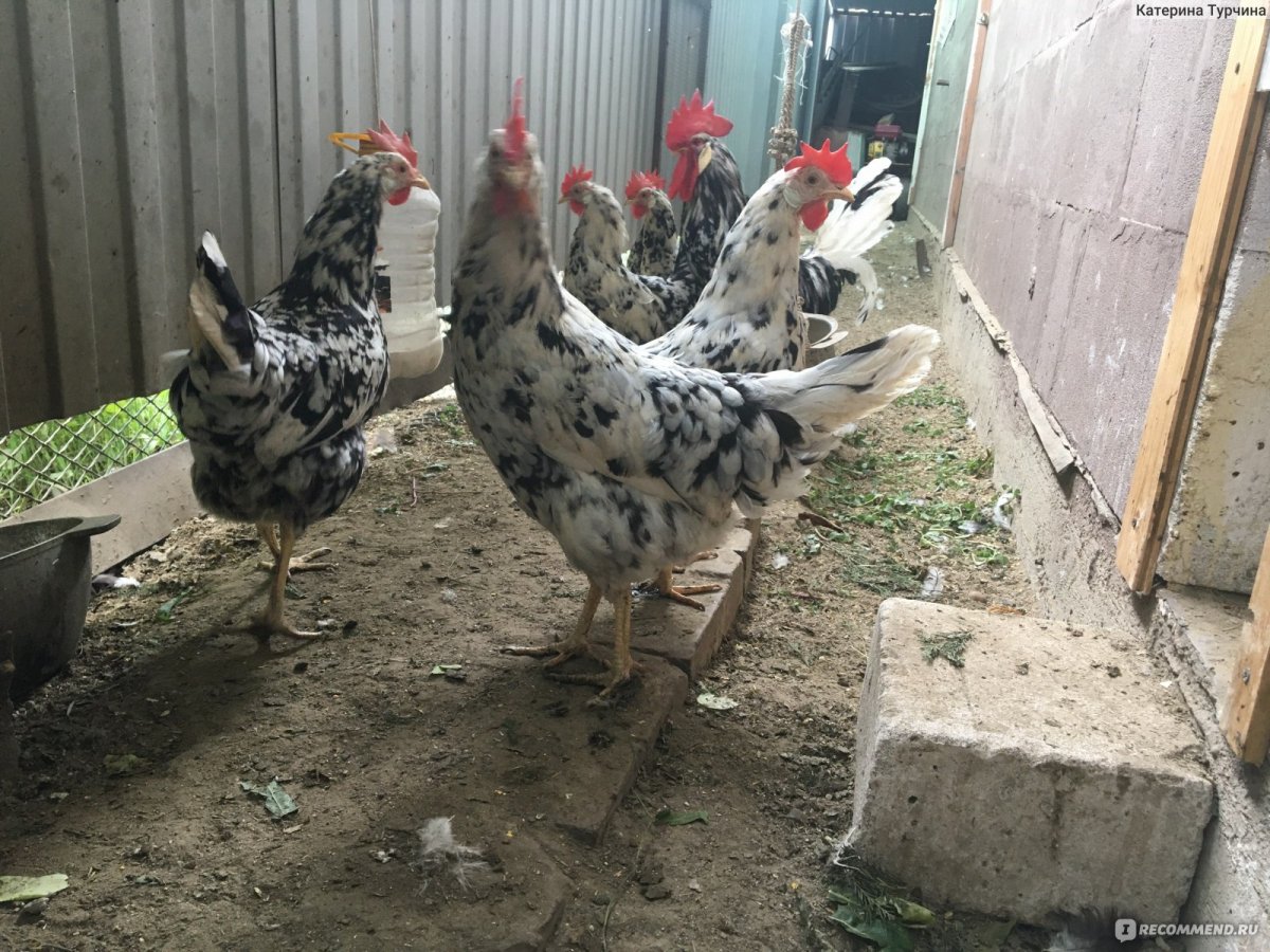 Курятник и леггорны