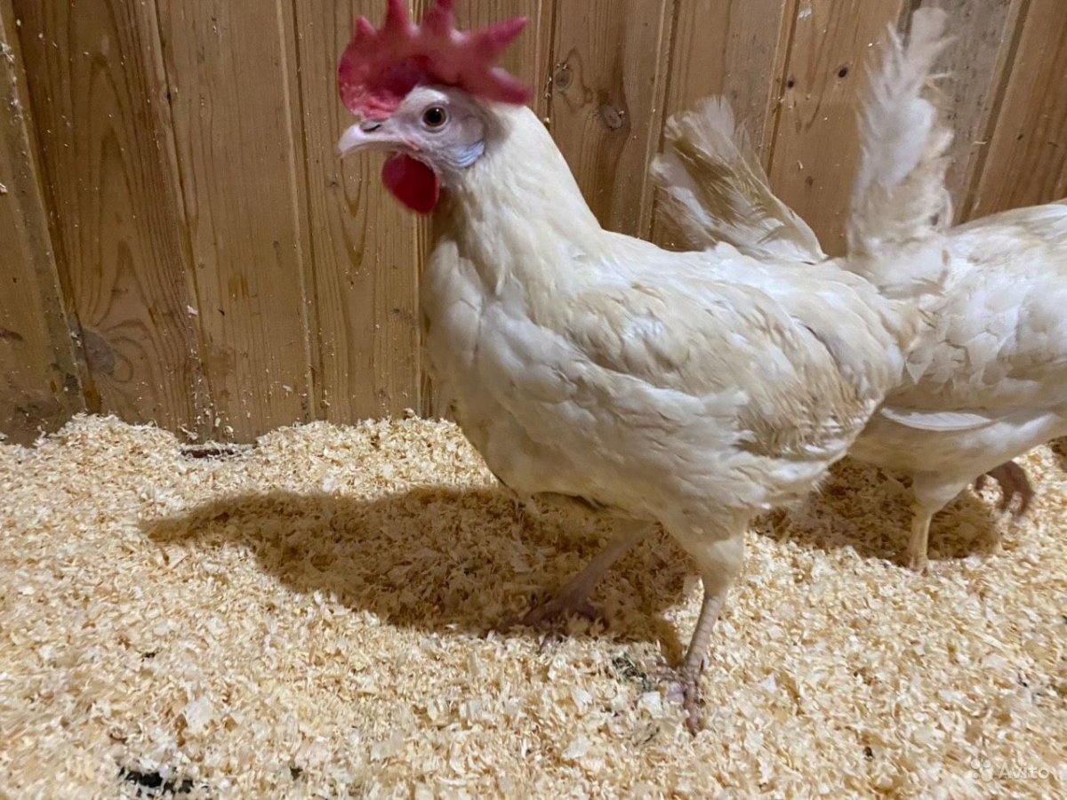 Куры несушки породы Леггорн
