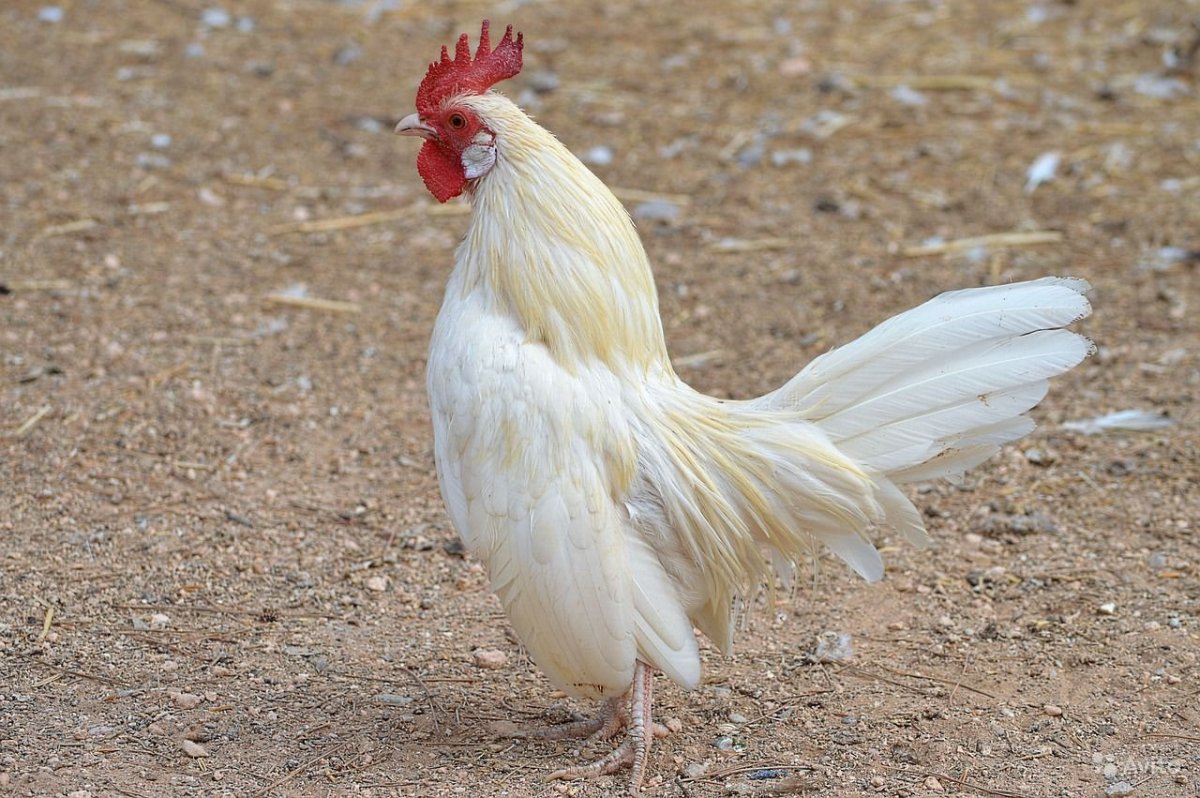 Лакенфельдер Форверк