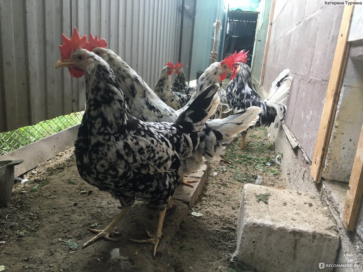 Куры несушки белые Леггорн