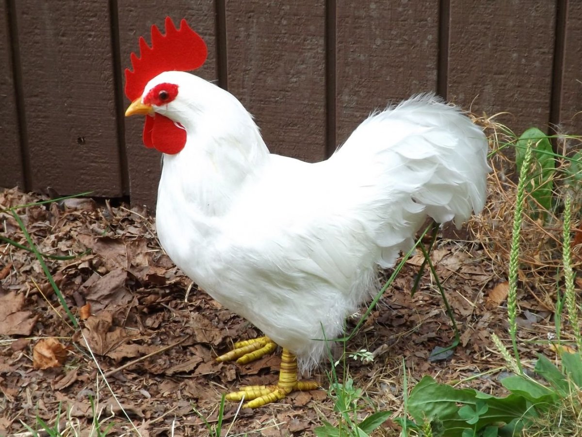Петух белый Леггорн
