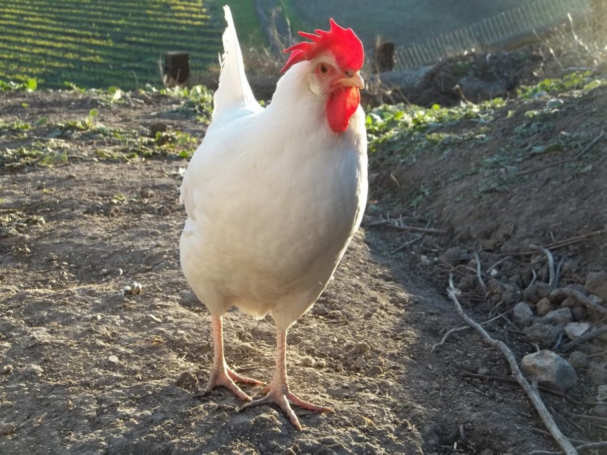 Леггорн черный