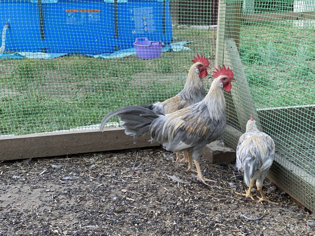 Курица без гребешка порода