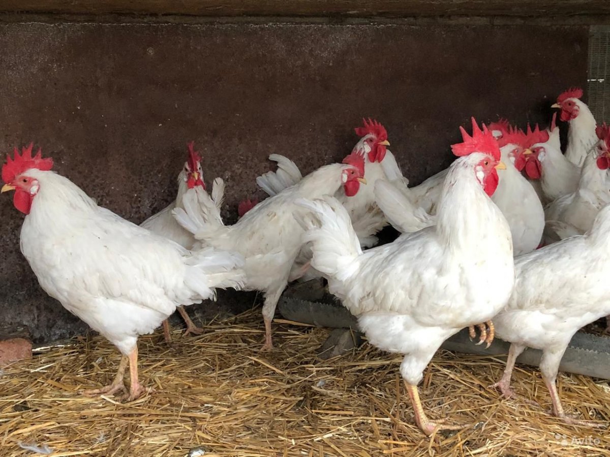 Куры Леггорн далматинец