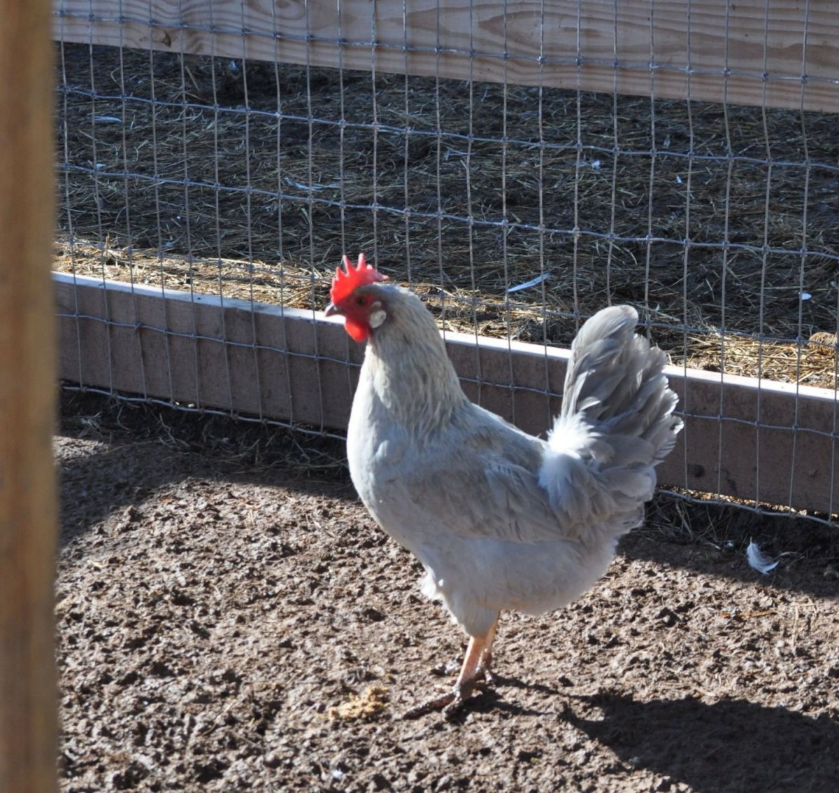 Куры Леггорн бурый