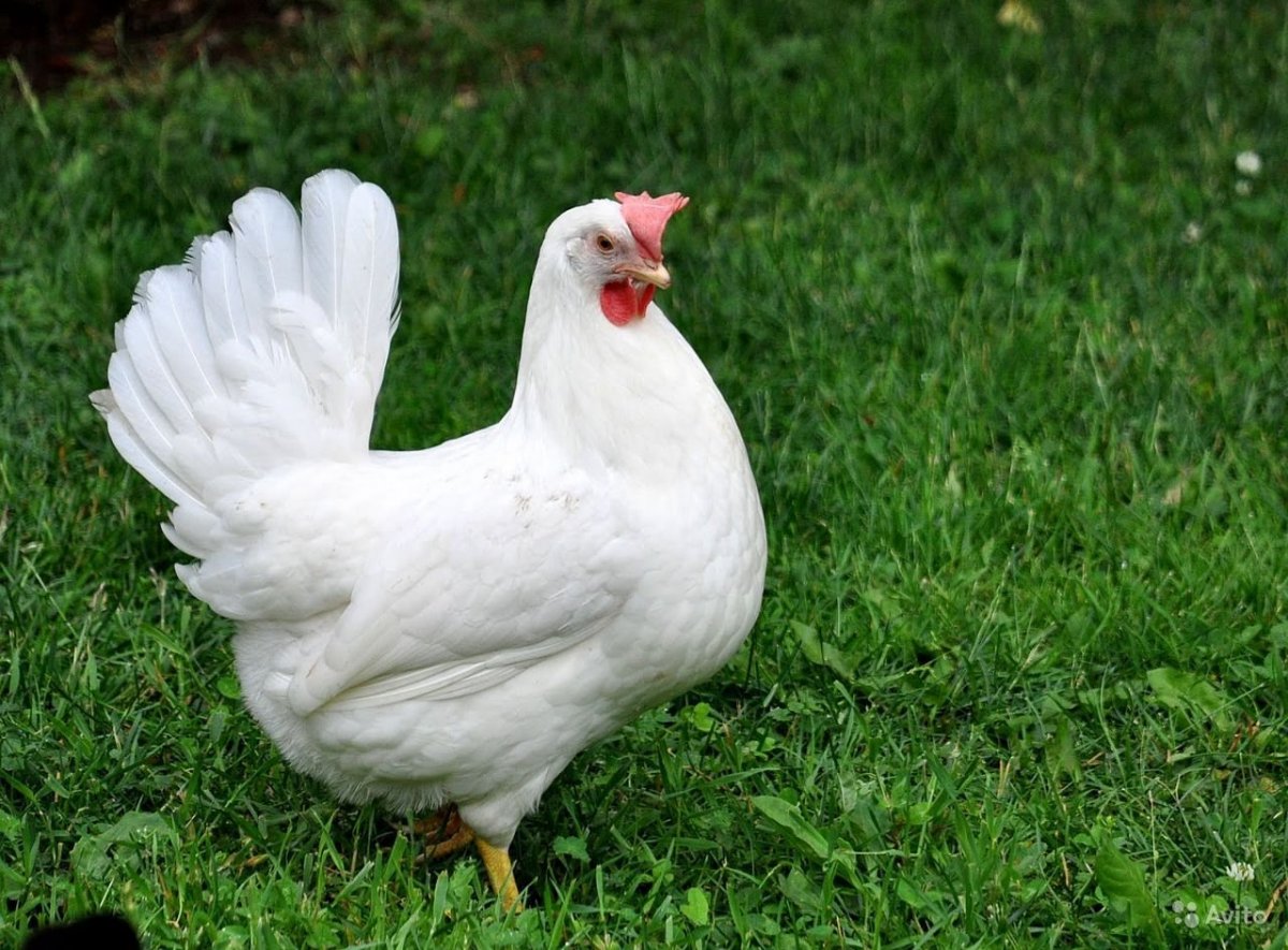 Хайсекс Ломан