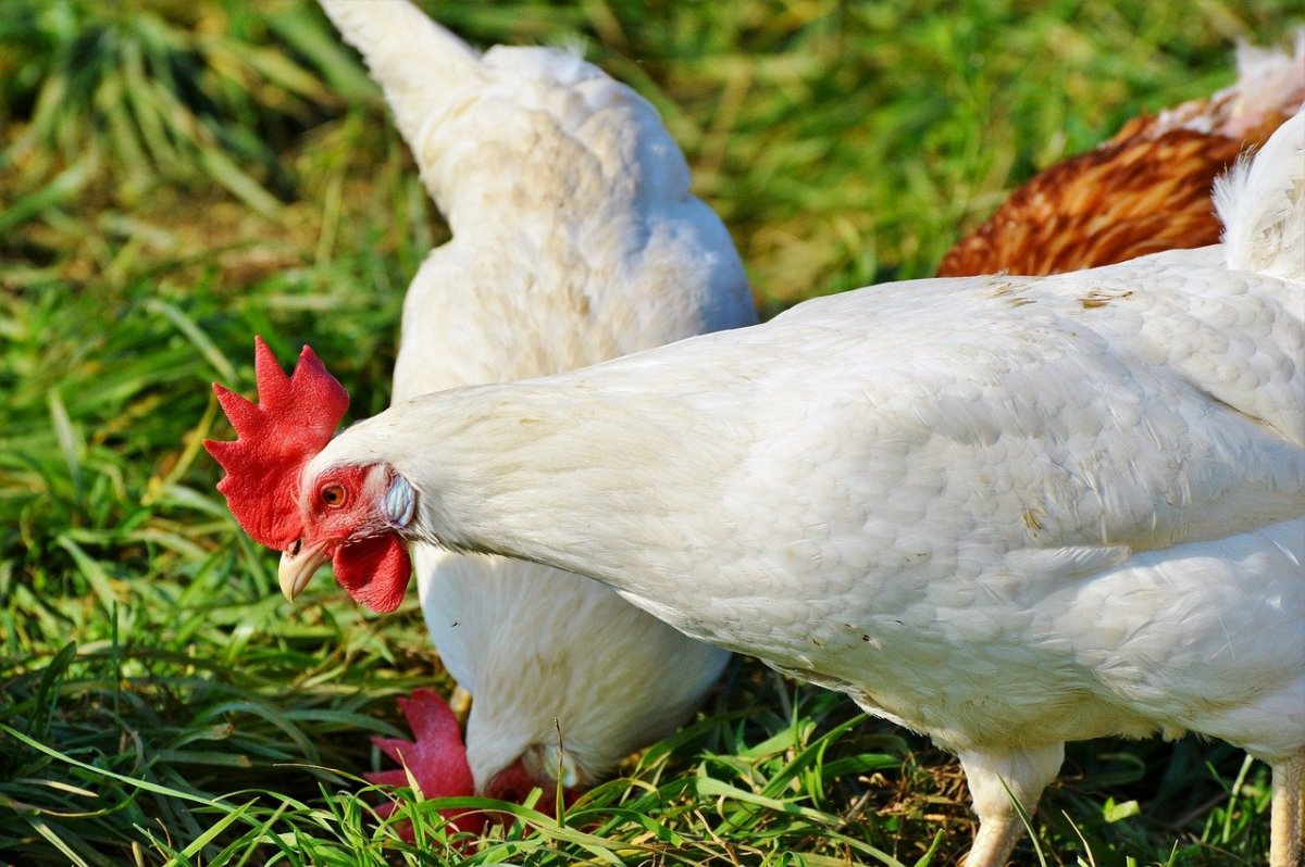 Леггорн далматинец порода