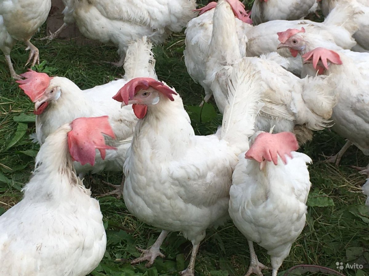 Белый Леггорн