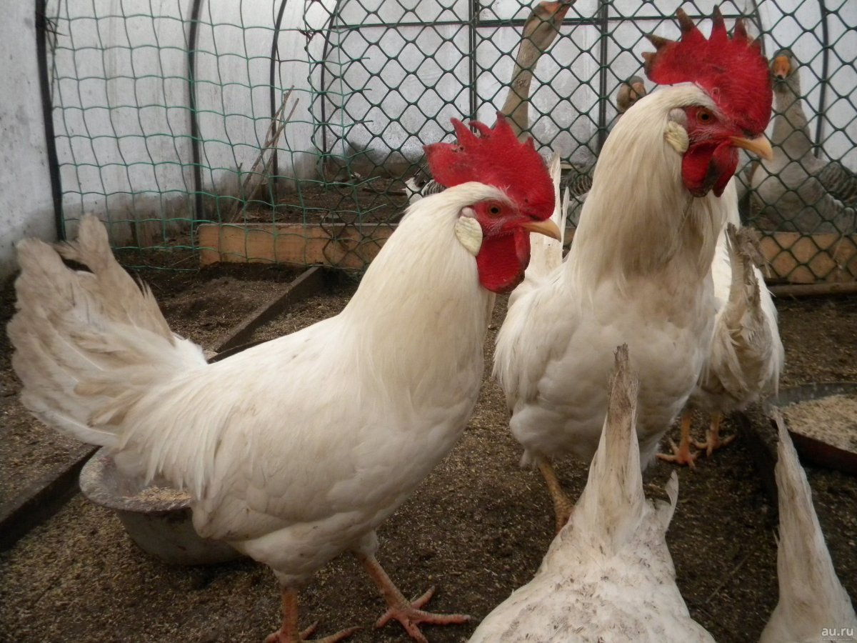 Белый Леггорн