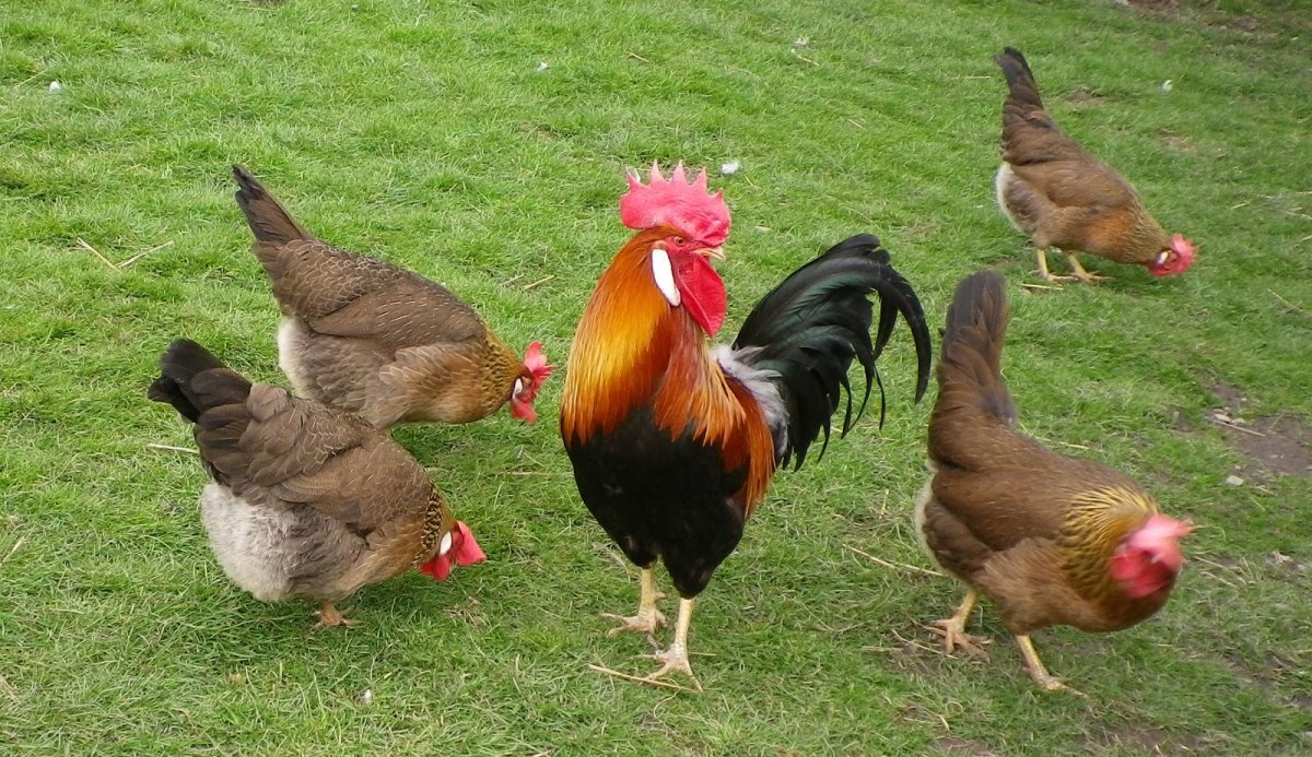 Леггорн Браун