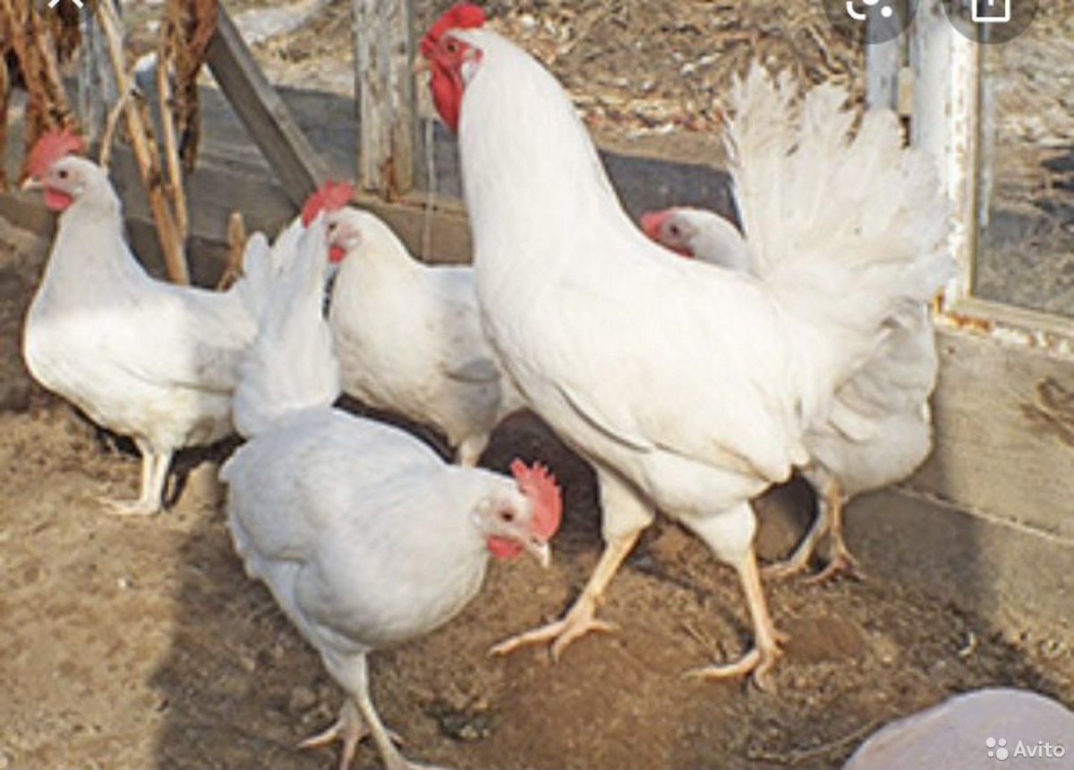 Куры несушки Ломан белый