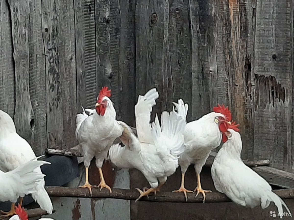 Петух Декалб Уайт