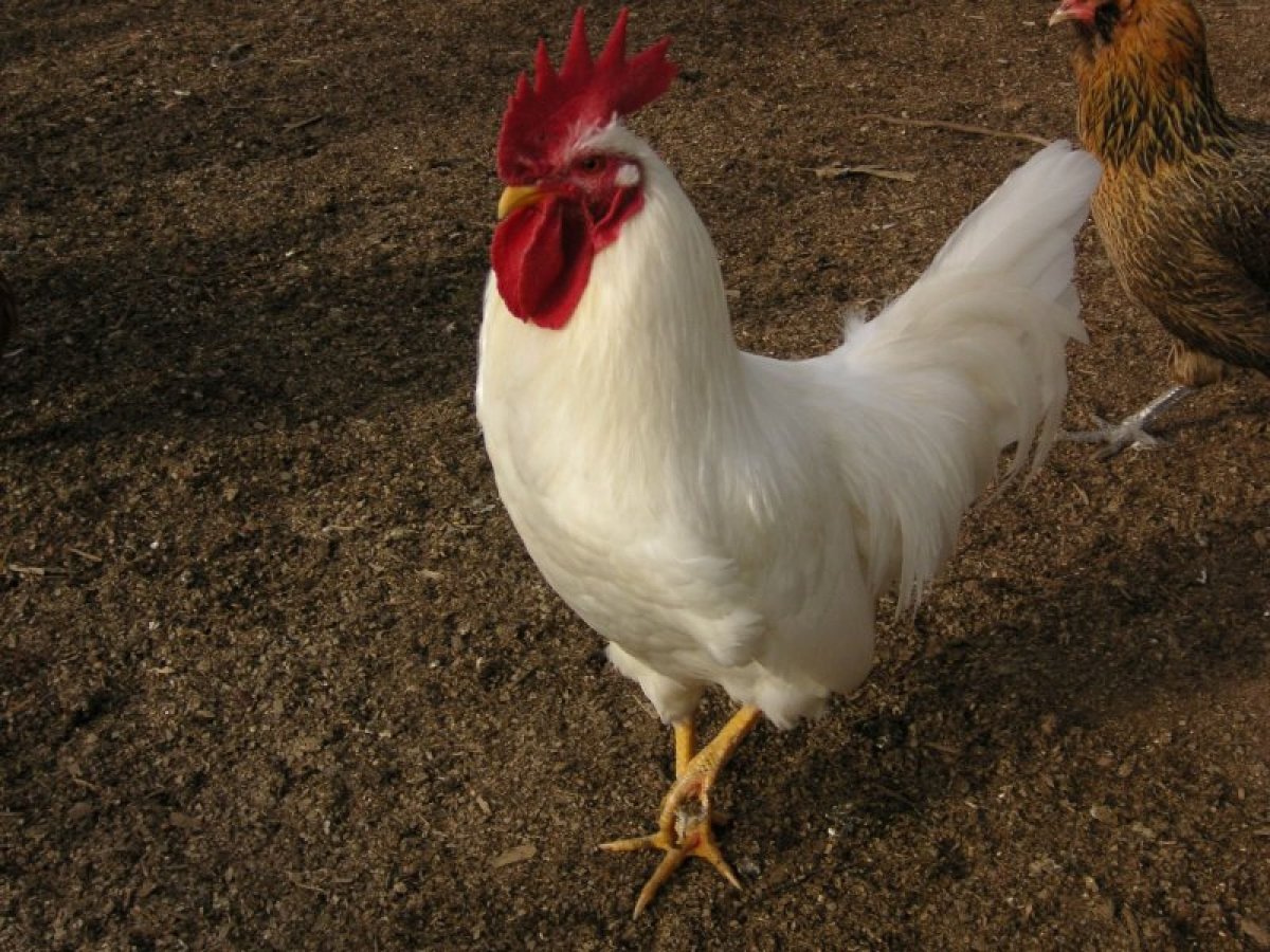 Куры Леггорн Изабелла