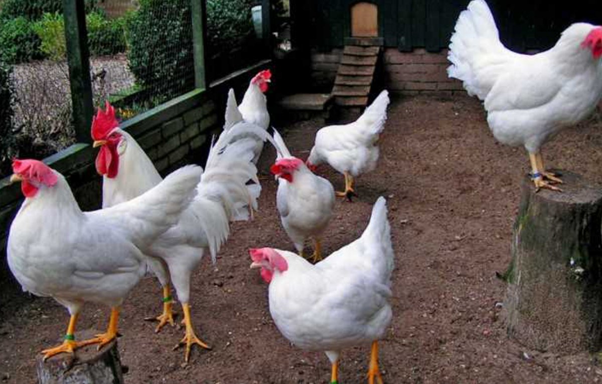 Карлик Леггорн в 33