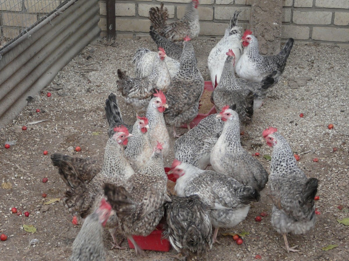 Леггорн с черными вкраплениями