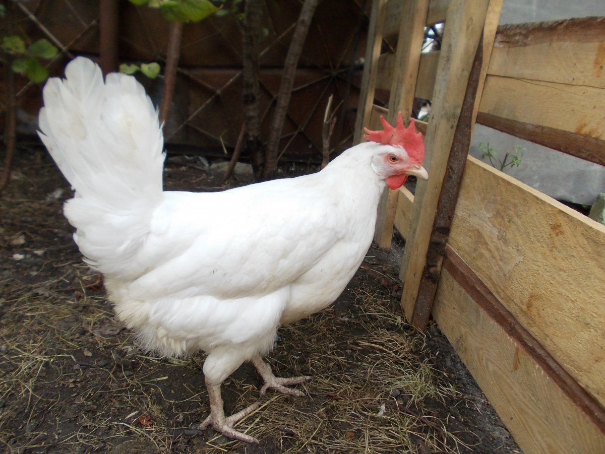 Породы кур белого окраса