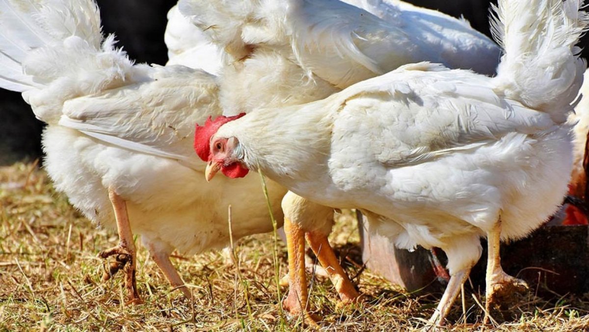 Породы кур с фотографиями