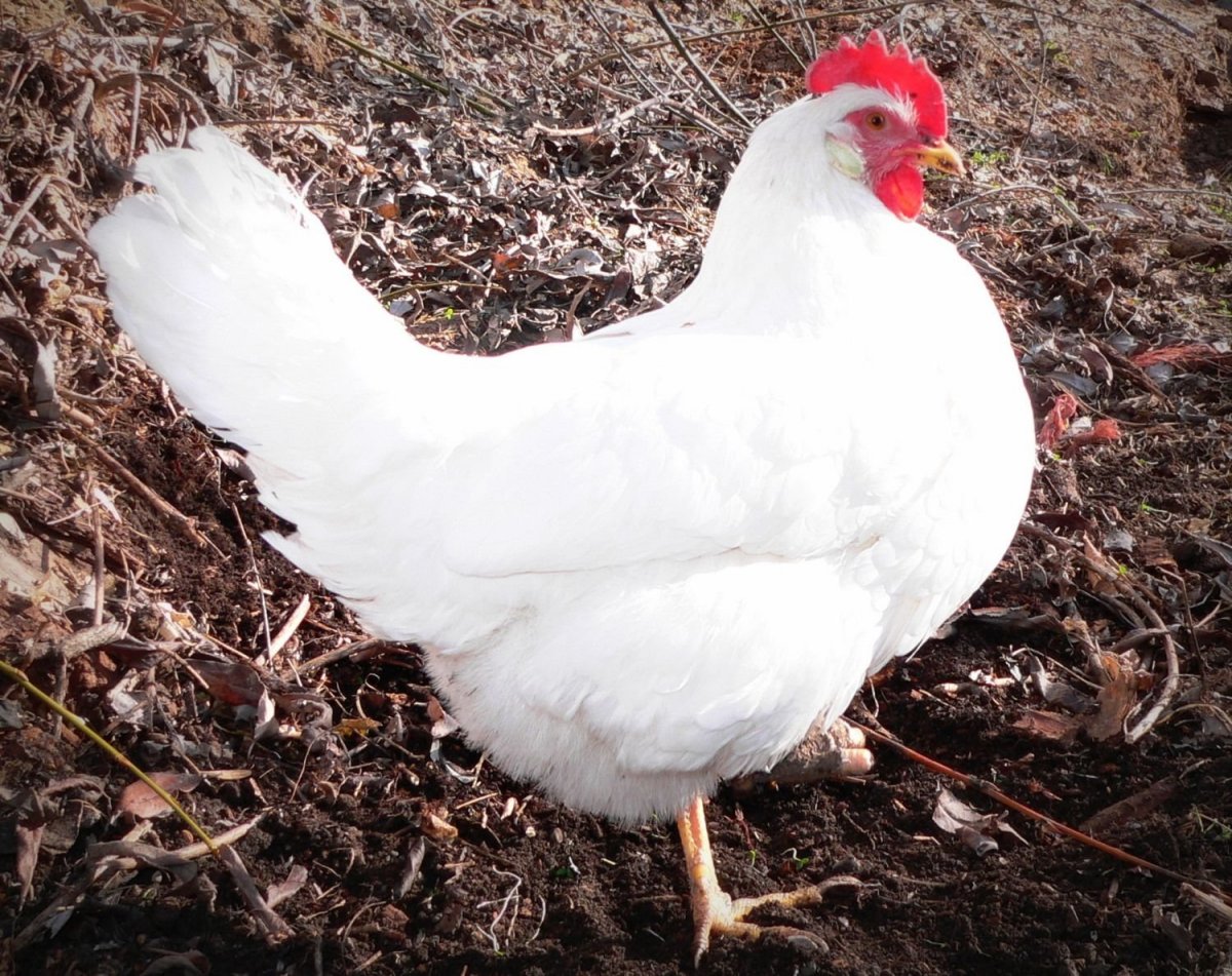 Белый Леггорн порода