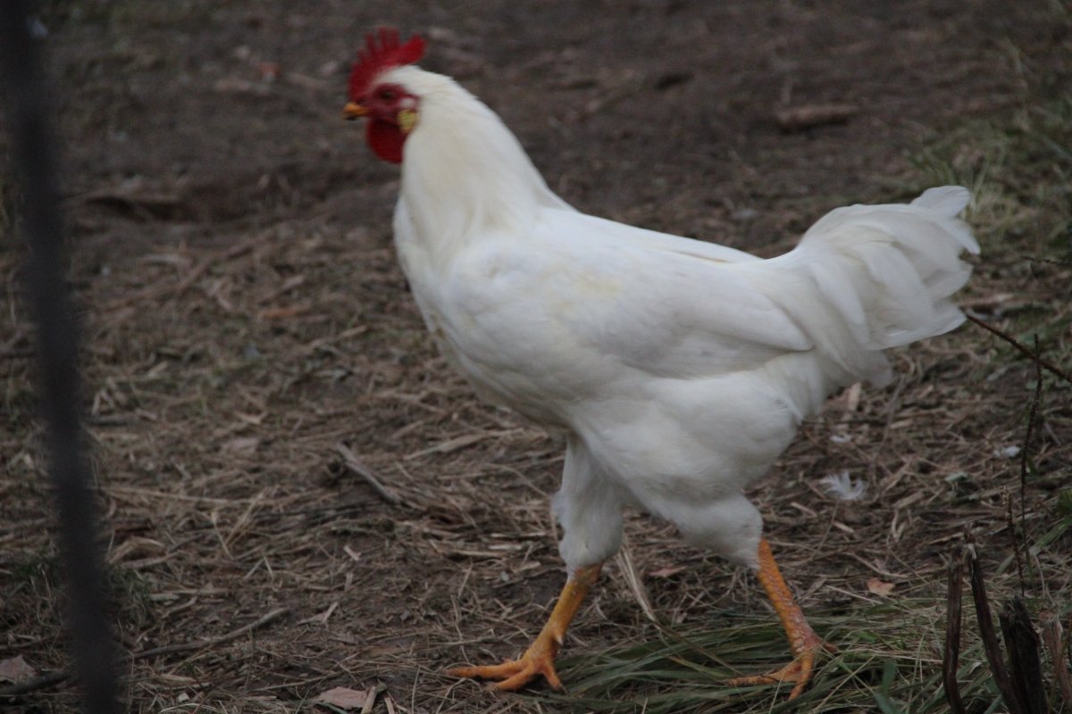 Белый петух