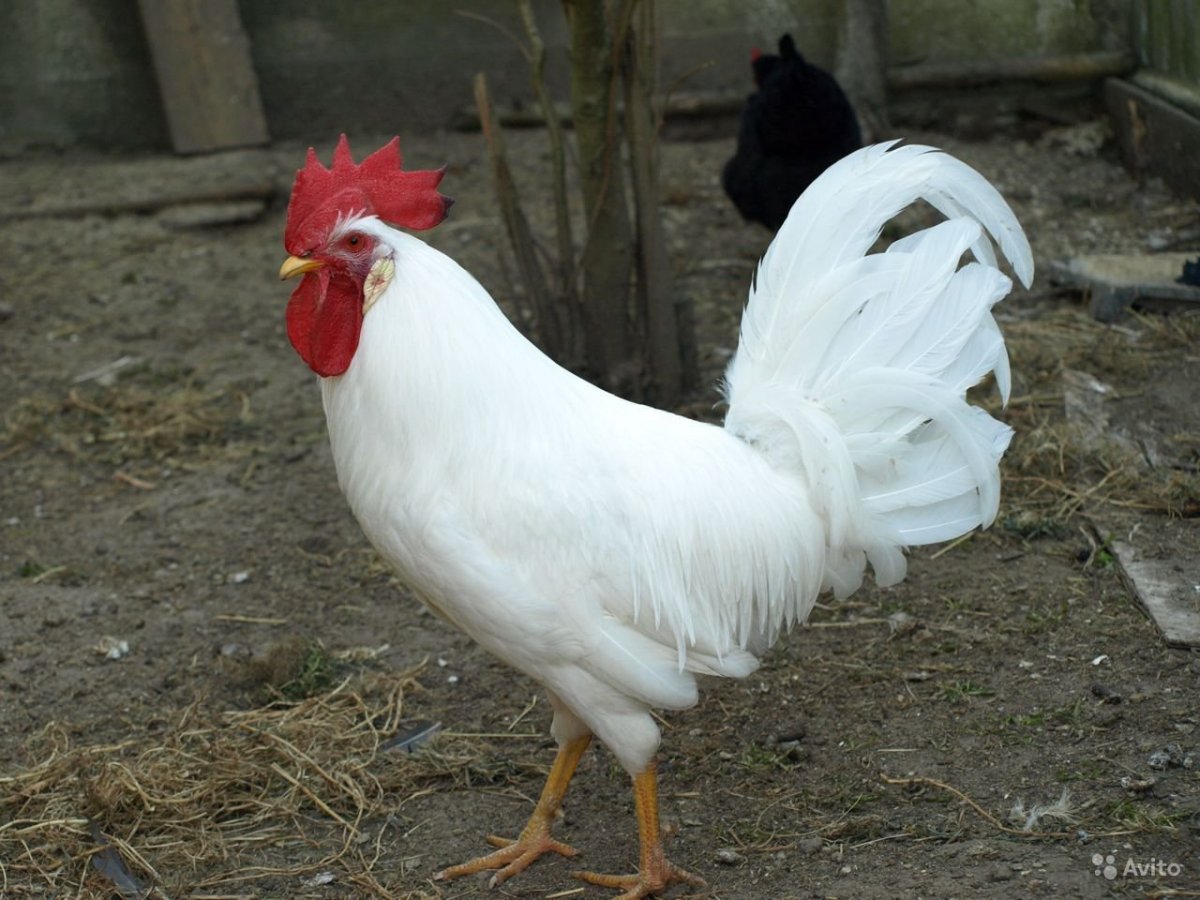 Итальянская куропатчатая Леггорн