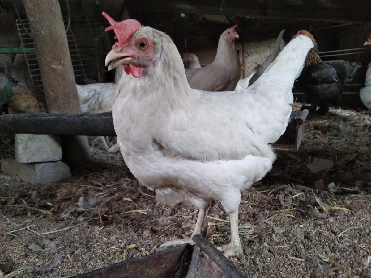 Порода птиц в Ставропольском крае